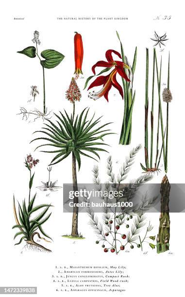 bildbanksillustrationer, clip art samt tecknat material och ikoner med antique botanical engraving, history of the plant kingdom, victorian botanical illustration, plate 35, circa 1853 - rotting