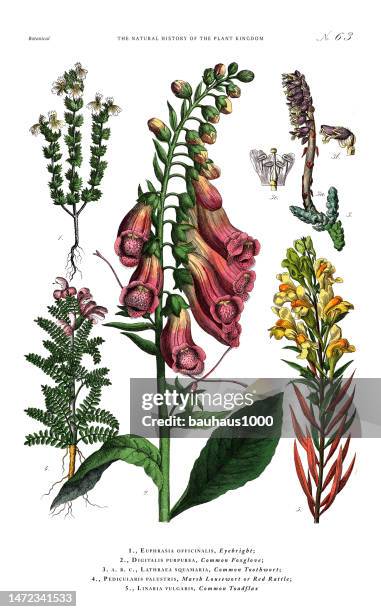 antique botanical engraving, history of the plant kingdom, victorian botanical illustration, plate 63, circa 1853 - digitalis grandiflora stock illustrations