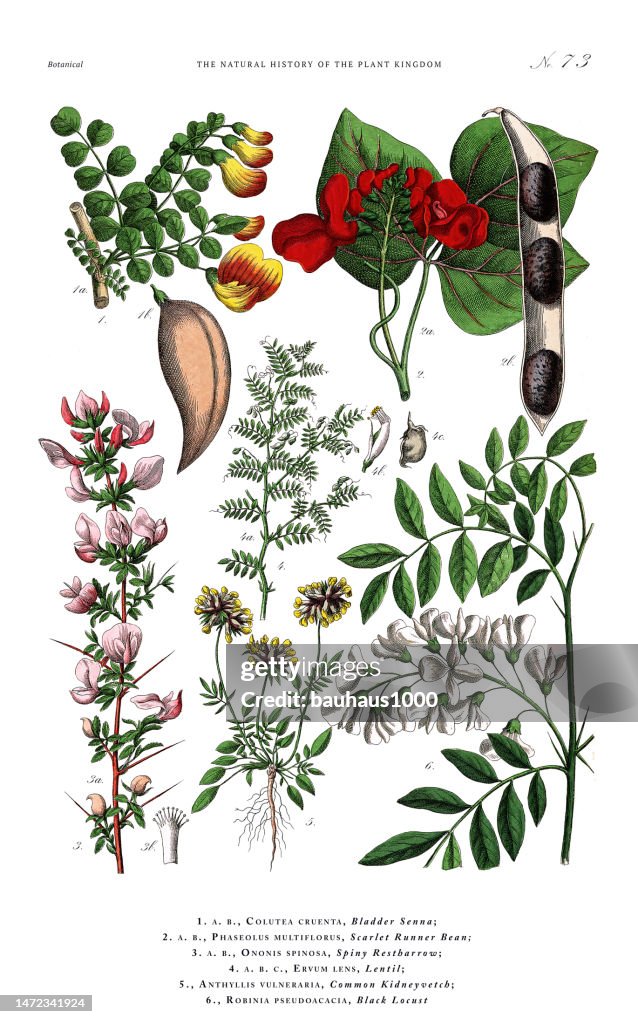 Antique Botanical Engraving, History of the Plant Kingdom, Victorian Botanical Illustration, Plate 73, Circa 1853