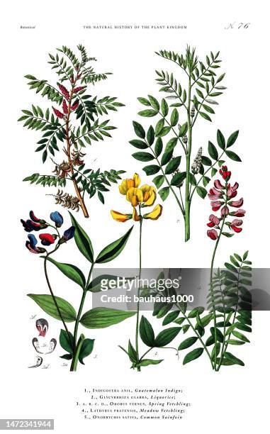 antique botanical engraving, history of the plant kingdom, victorian botanical illustration, plate 76, circa 1853 - licorice flower stock illustrations