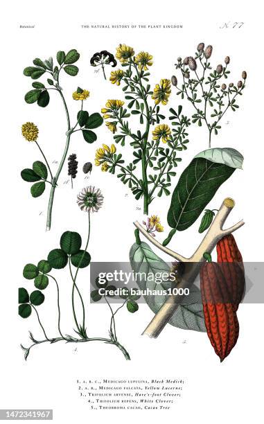 antike botanische gravur, geschichte des pflanzenreichs, viktorianische botanische illustration, tafel 77, um 1853 - alfalfasprosse stock-grafiken, -clipart, -cartoons und -symbole