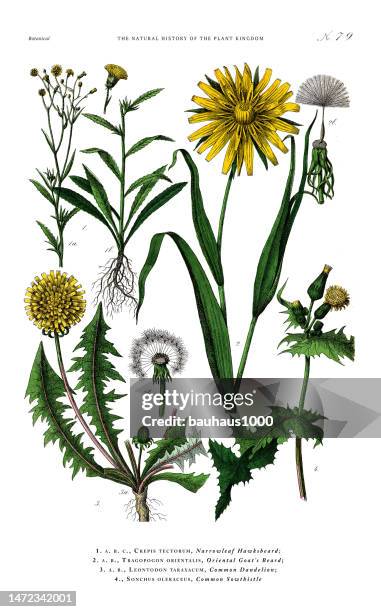 antiker botanischer stich, geschichte des pflanzenreichs, viktorianische botanische illustration, tafel 79, um 1853 - schwarzwurzeln stock-grafiken, -clipart, -cartoons und -symbole