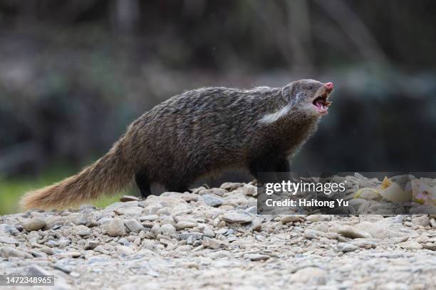 crab-eating mongoose (herpestes urva) - mongoose stockfoto's en -beelden