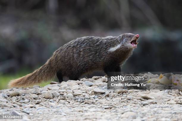 crab-eating mongoose (herpestes urva) - mongoose stock pictures, royalty-free photos & images