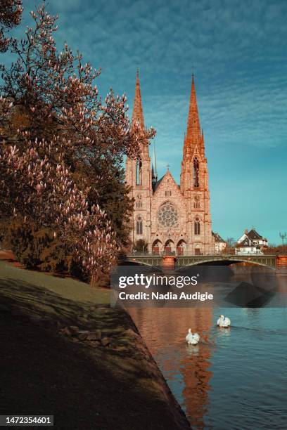 saint paul church in strasbourg spring - christian audigie stock pictures, royalty-free photos & images