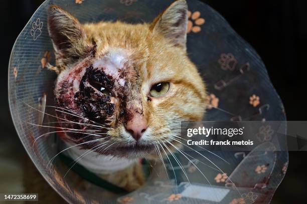 head of a wounded cat - head wound stock pictures, royalty-free photos & images