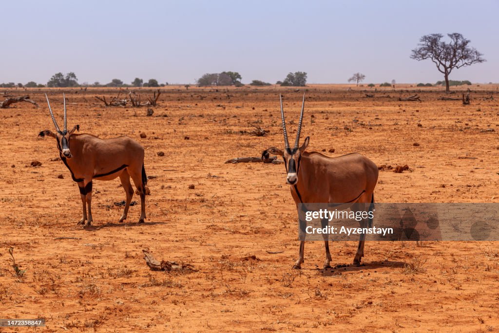 Beisa Beisa Oryx At Wild In Tsavo East National Park High-Res Stock Photo ...