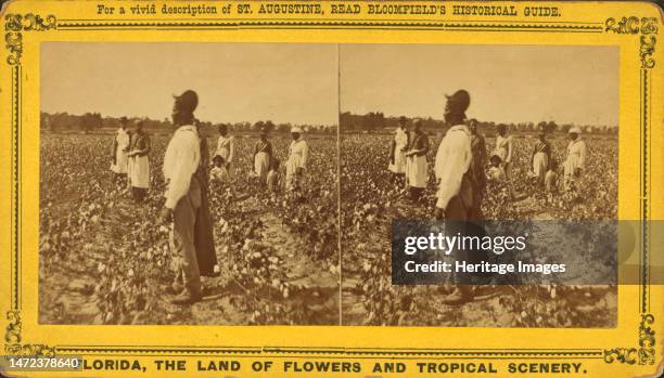 Picking cotton, c1850-c1930. Additional title: Florida, the land of flowers and tropical scenery. Creator: Unknown.
