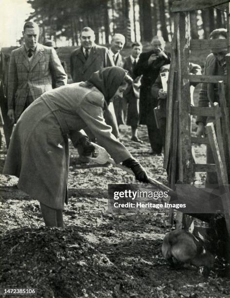 'Planting A Red Oak', 3 March 1945, . Princess Elizabeth plants a tree, assisted by Susan, one of her Welsh corgis. The royal family planted oaks in...