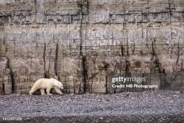 lone polar bear - northwest territories stock pictures, royalty-free photos & images