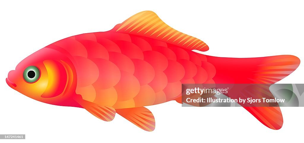 Goldfish