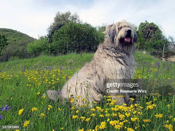 bergamasco sheepdog watching - bergamasco sheepdog stock pictures, royalty-free photos & images