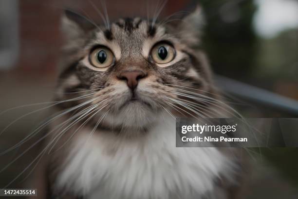 big eyed boy buzzing on bird watching - animal head on wall stock pictures, royalty-free photos & images