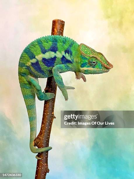 chameleon collection - meller's chameleon stockfoto's en -beelden