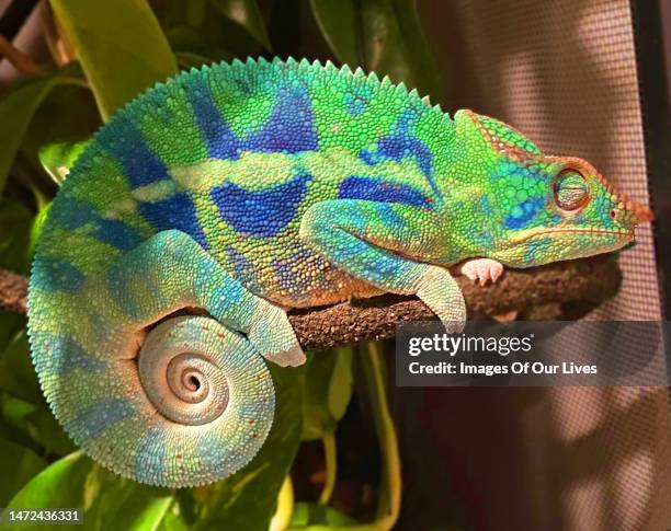 chameleon collection - meller's chameleon stockfoto's en -beelden