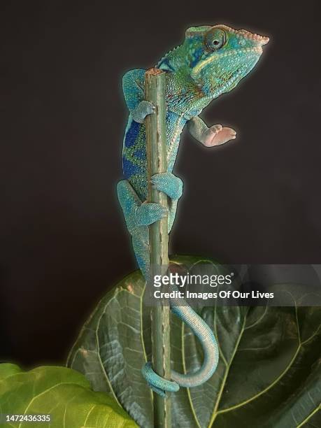chameleon collection - meller's chameleon stockfoto's en -beelden