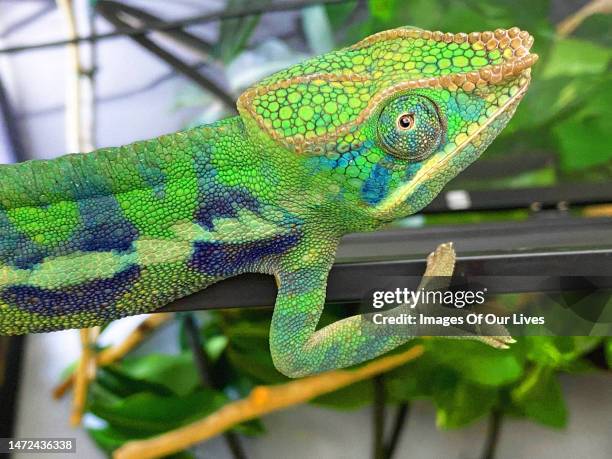 chameleon collection - meller's chameleon stockfoto's en -beelden