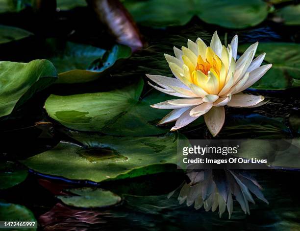 lotus pond collection - lotus flower studio stock pictures, royalty-free photos & images