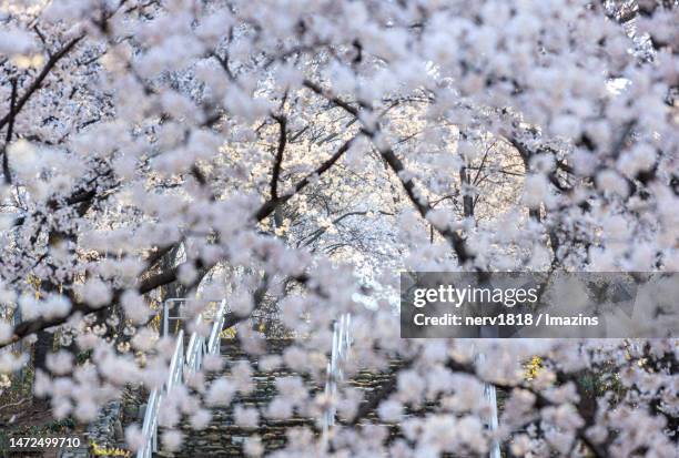 Chimsan 16 Dong Gu Daegu Stock Photos, High-Res Pictures, and Images - Getty Images