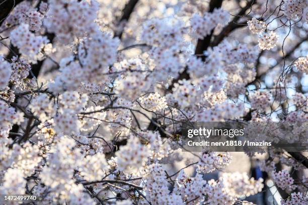 Chimsan 16 Dong Gu Daegu Stock Photos, High-Res Pictures, and Images - Getty Images