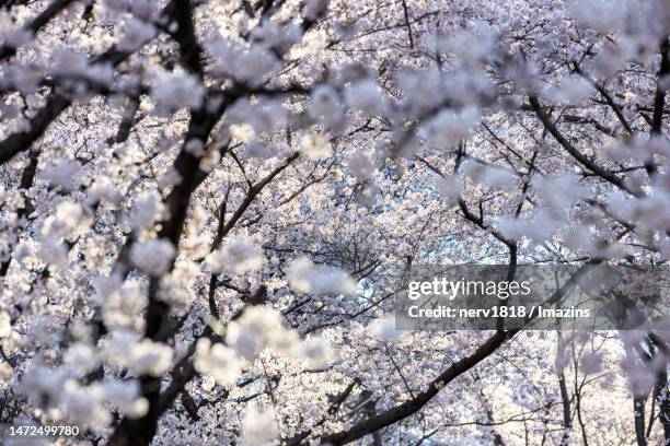 Chimsan 16 Dong Gu Daegu Stock Photos, High-Res Pictures, and Images - Getty Images