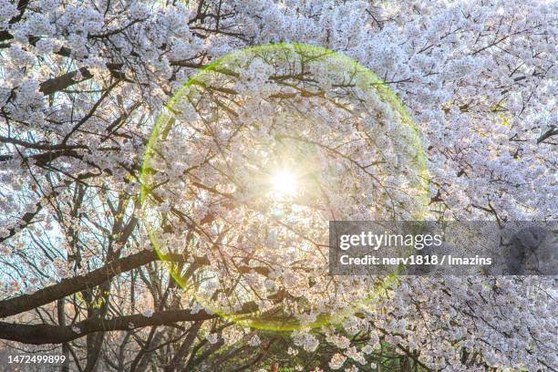 Chimsan 16 Dong Gu Daegu Stock Photos, High-Res Pictures, and Images - Getty Images
