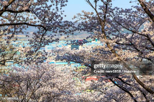 Chimsan Dong Gu Daegu Photos and Premium High Res Pictures - Getty Images