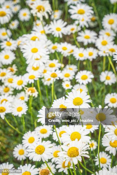 shasta daisy flower field - chrysanthemum superbum stock-fotos und bilder