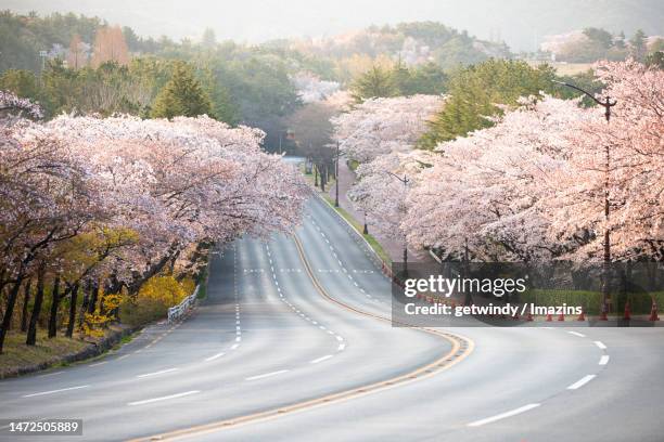 gyeongsangbuk-do gyeongju, bomun-ro, cherry blossom road - gyeongju fotografías e imágenes de stock