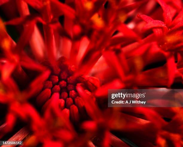 red flower - ruby summer stockfoto's en -beelden