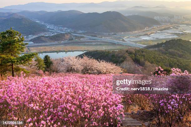 waryongsan, dalseong-gun, daegu, waryongsan summit, waryongsan sunrise - daegu bildbanksfoton och bilder