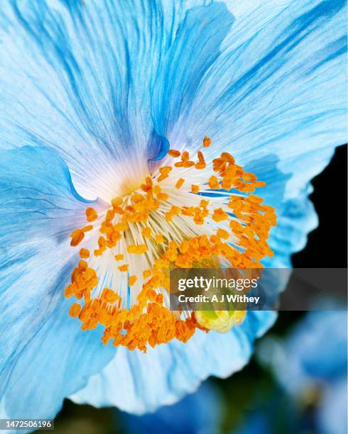meconopsis macro - stamen stock pictures, royalty-free photos & images
