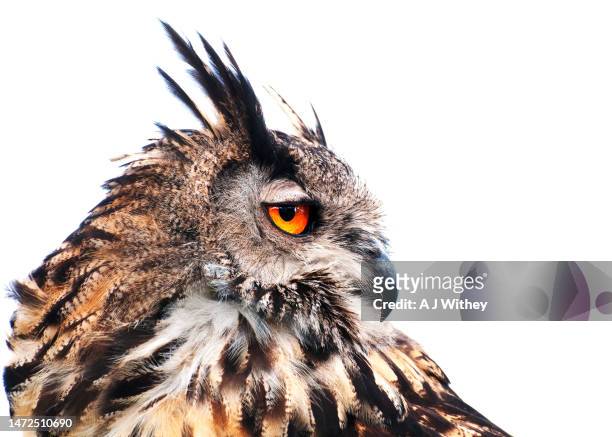 eagle owl - buboes stock pictures, royalty-free photos & images