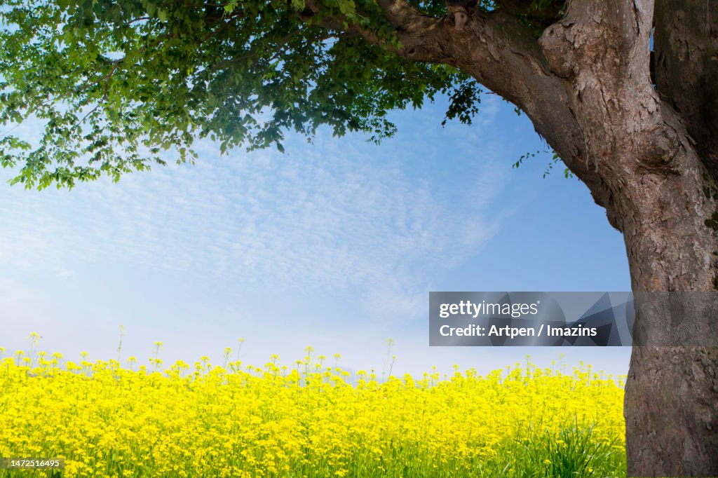 3D, CG, compositing, object, illustration, background