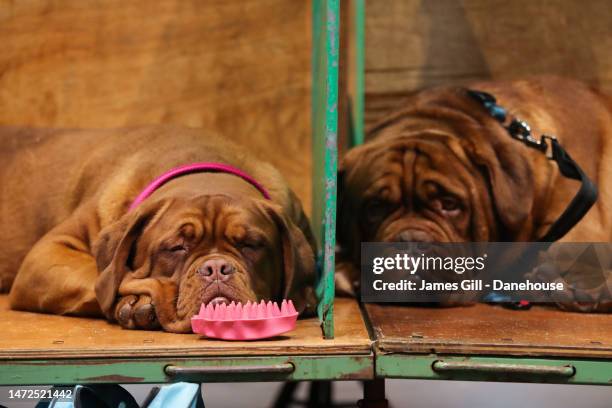 Two Dogue De Bordeaux are seen during Day Two of Crufts 2023 at NEC Arena on March 10, 2023 in Birmingham, England. Billed as the greatest dog show...