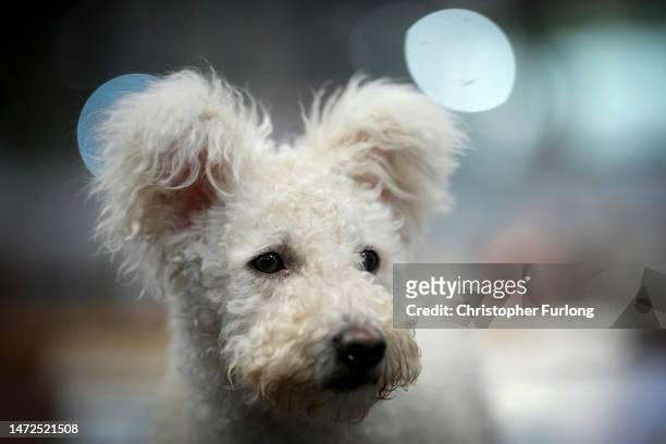 Hungarian Pumi waits to go in the judging ring on the second day of Crufts Dog Show with dogs in the Working and Pastoral categories competing for...