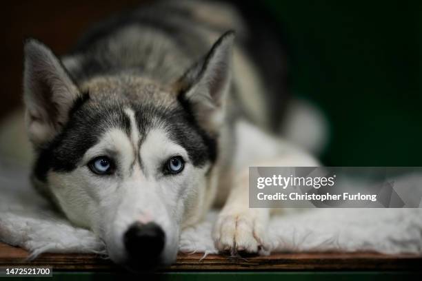 Siberian Husky waits to go in the judging ring on the second day of Crufts Dog Show with dogs in the Working and Pastoral categories competing for...