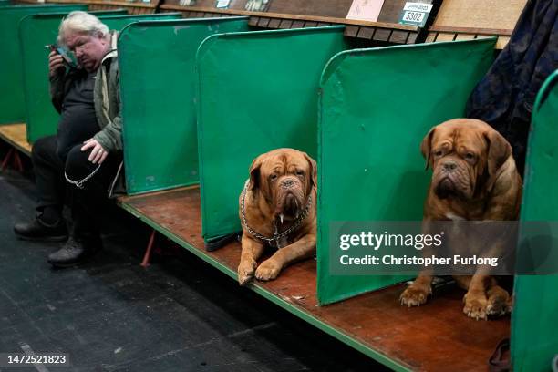 Dogue de Bordeauxs wait to go in the judging ring on the second day of Crufts Dog Show with dogs in the Working and Pastoral categories competing for...