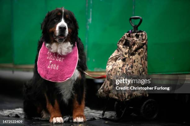 Bernese Mountain Dog waits to go in the judging ring on the second day of Crufts Dog Show with dogs in the Working and Pastoral categories competing...