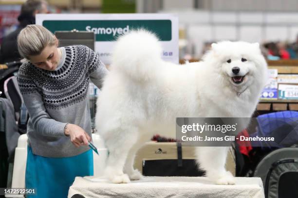 Samoyed is grromed by its owner during Day Two of Crufts 2023 at NEC Arena on March 10, 2023 in Birmingham, England. Billed as the greatest dog show...