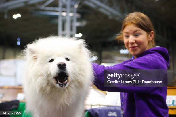 Samoyed barks as it's groomed by its owner during Day Two of Crufts 2023 at NEC Arena on March 10, 2023 in Birmingham, England. Billed as the...