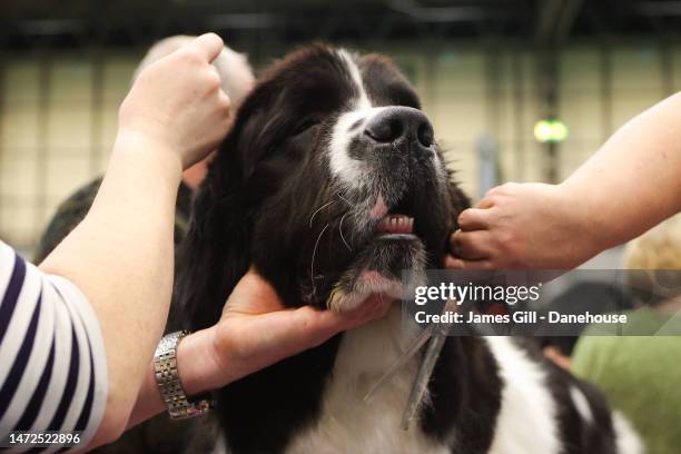 Newfoundland is prepared for competition by its owners during Day Two of Crufts 2023 at NEC Arena on March 10, 2023 in Birmingham, England. Billed as...