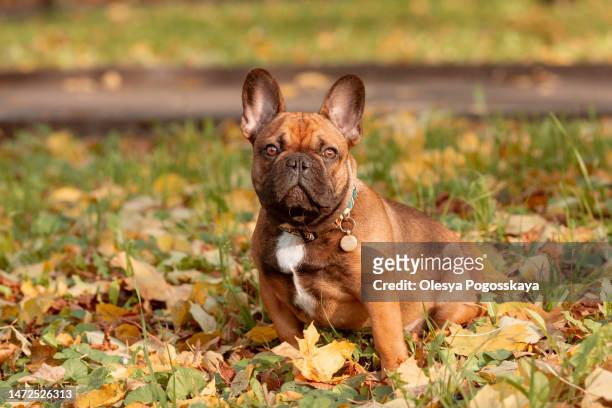 french bulldog breed dog on a walk in autumn - french bulldog stock pictures, royalty-free photos & images