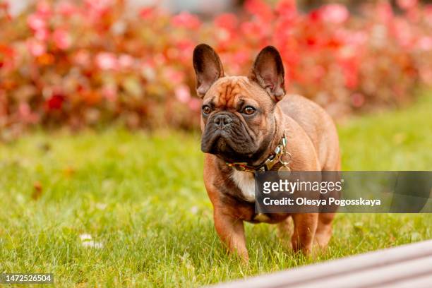 french bulldog breed dog on a walk - 法國老虎狗 個照片及圖片檔