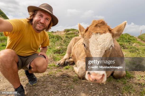 man hiker takes selfie with a cow in the mountains, fun humour concept - cattle call stock pictures, royalty-free photos & images