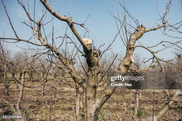 pruned apple tree, without people - fruit tree pruning stock pictures, royalty-free photos & images