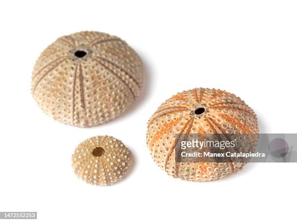 sea ​​urchin skeleton on white background - shell on sand isolated cut out stock pictures, royalty-free photos & images