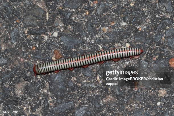 millipede (myriapoda), near kong chiam, ubon ratchathani province, isaan, thailand - myriapoda stock pictures, royalty-free photos & images