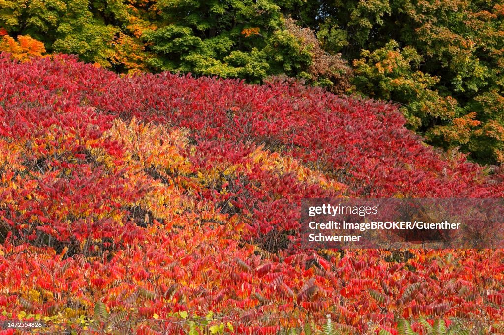 Sumac Tree In Autumn Nature Autumn North American Sumac Shrubs Province Of Quebec Canada ...