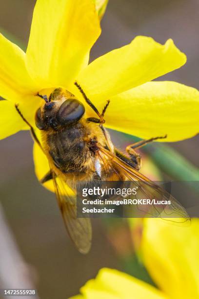 honey bee (apis) on forsythia (forsythia), close-up, ternitz, lower austria, austria - forsythia stock-fotos und bilder